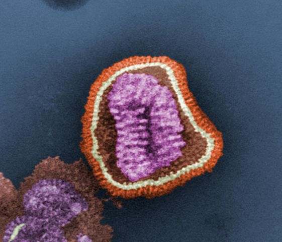 Bild Grippevirus